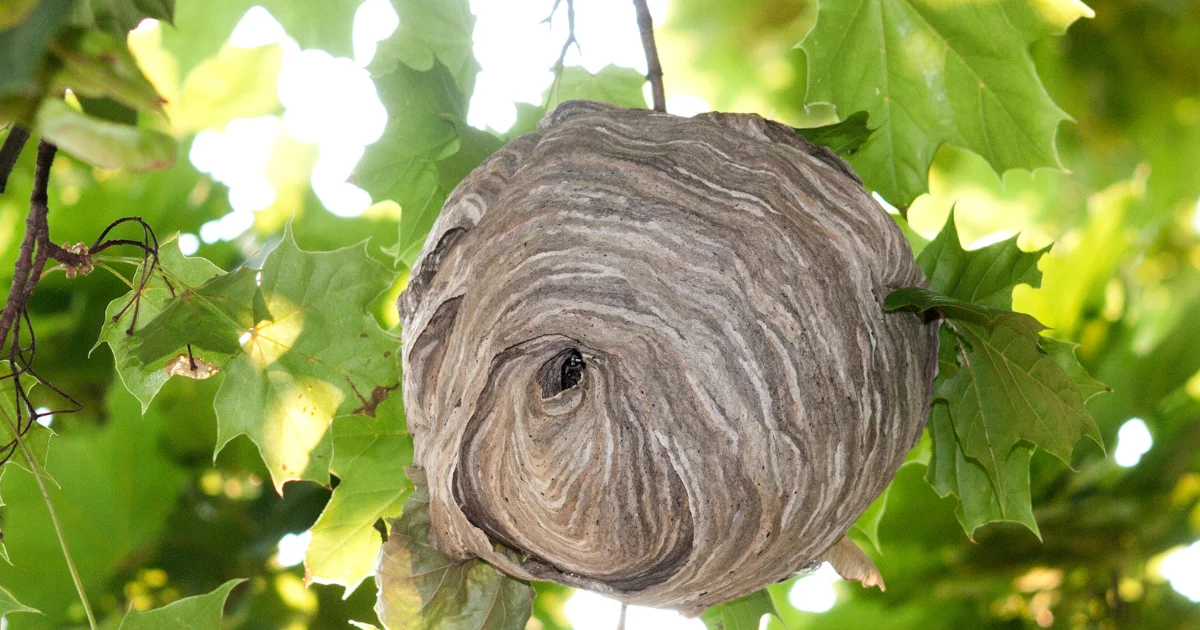 Hornet nest - professional identification guide for Texas homeowners